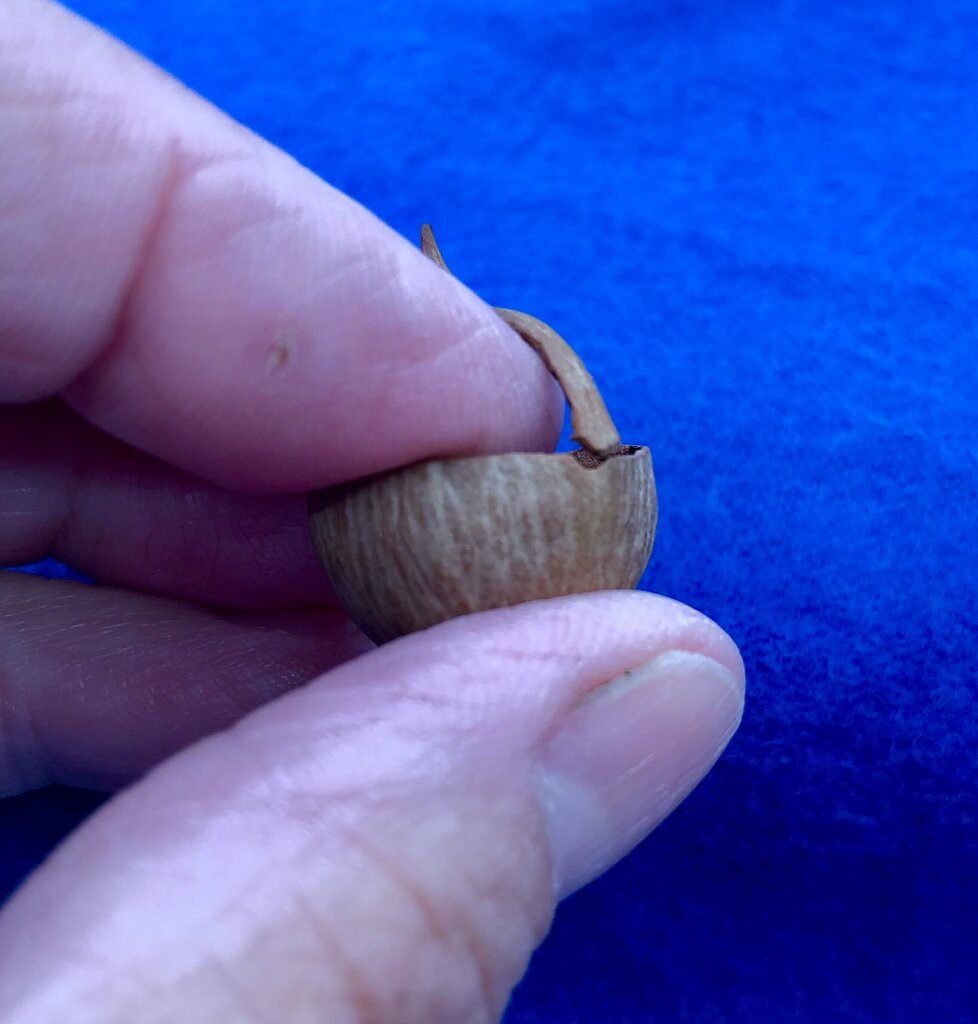 Lot of 4 Antique Carved Walnut/ Brazil/ Acorn Nut Shell Baskets & Figurine /b