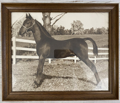 Vintage Black & White Framed Photograph of a Show Pony 18.5”x15.5” /ro