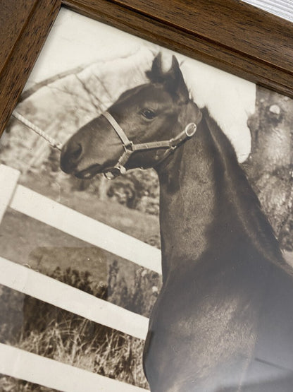 Vintage Black & White Framed Photograph of a Show Pony 18.5”x15.5” /ro