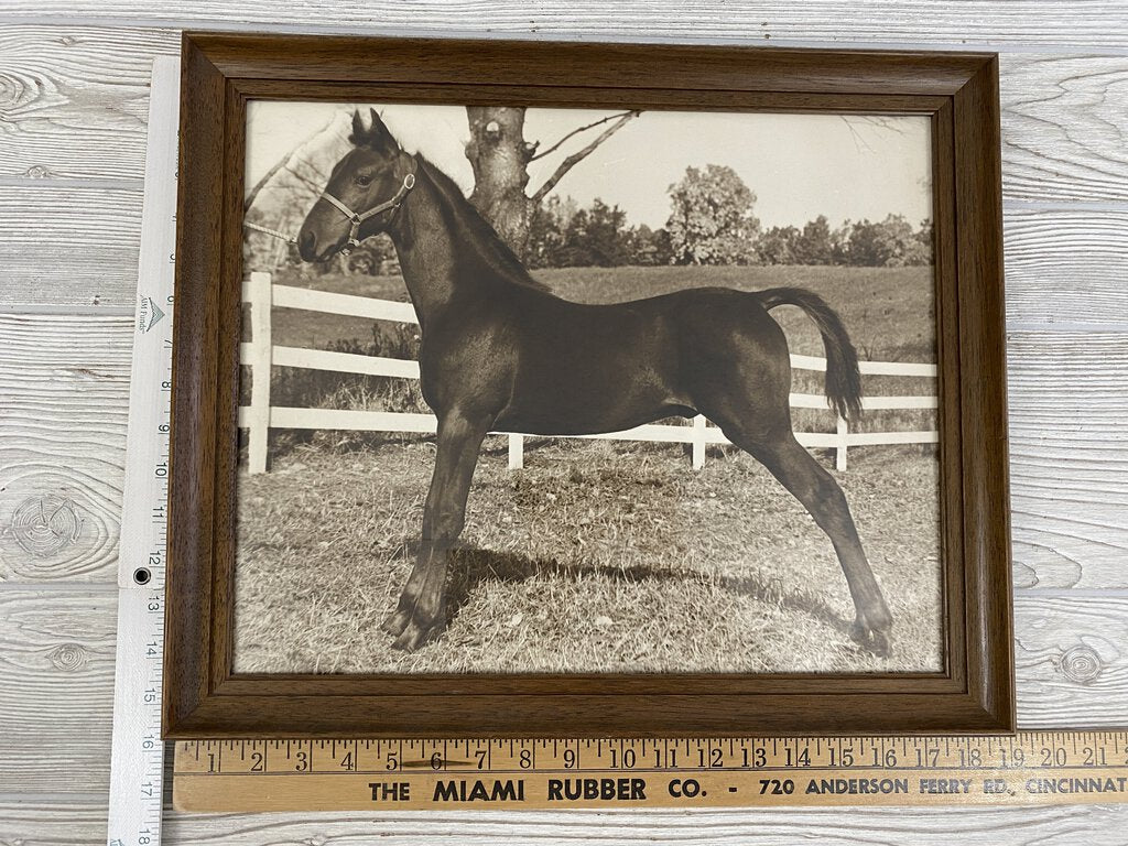 Vintage Black & White Framed Photograph of a Show Pony 18.5”x15.5” /ro