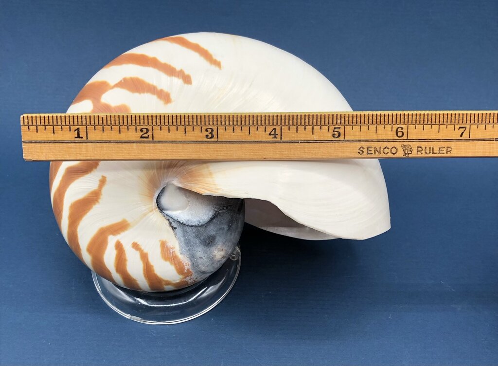 Natural Tiger Nautilus Shell Nautilus Pompilius /b