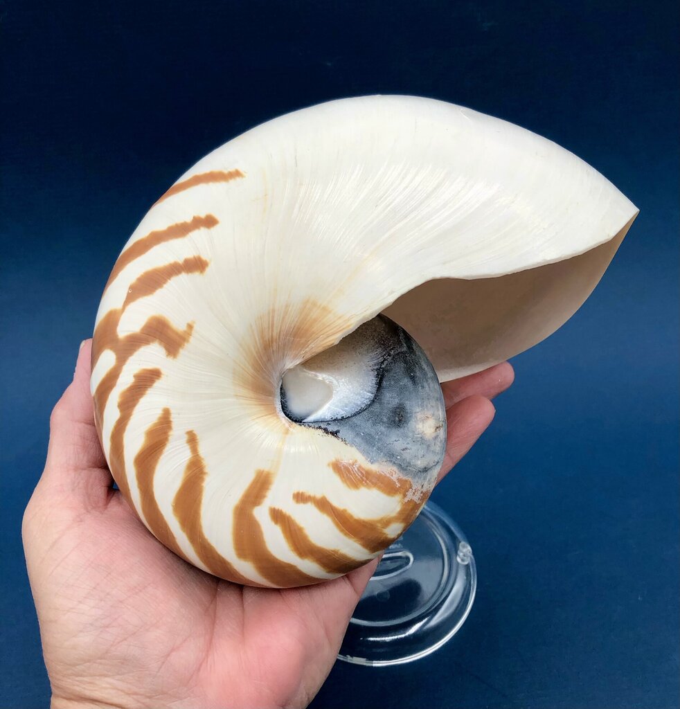 Natural Tiger Nautilus Shell Nautilus Pompilius /b