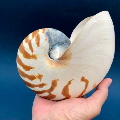 Natural Tiger Nautilus Shell Nautilus Pompilius /b