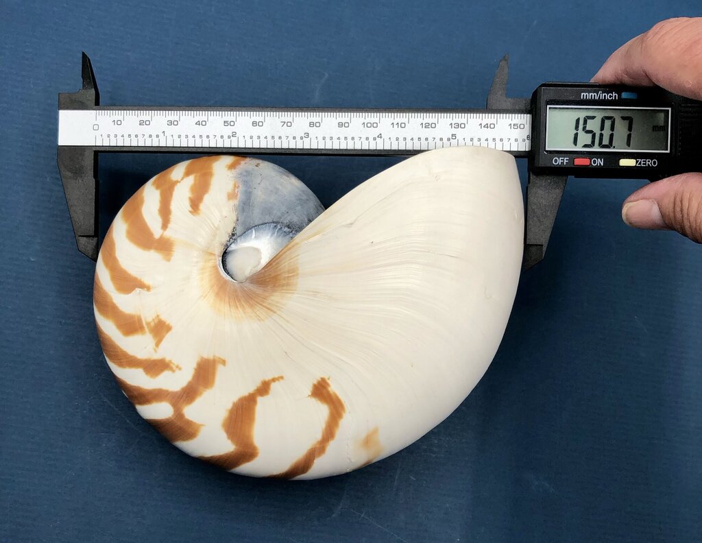 Natural Tiger Nautilus Shell Nautilus Pompilius /b