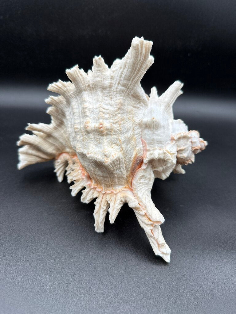 Large Natural Conch Shell White Murex Ramous Seashell /ro