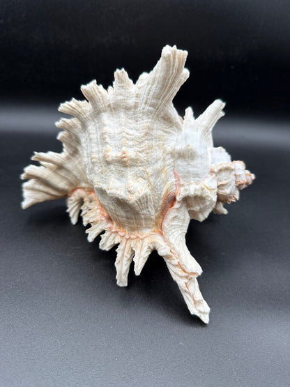 Large Natural Conch Shell White Murex Ramous Seashell /ro