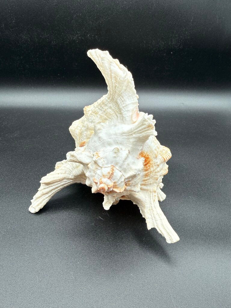 Large Natural Conch Shell White Murex Ramous Seashell /ro