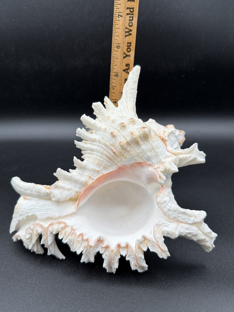 Large Natural Conch Shell White Murex Ramous Seashell /ro
