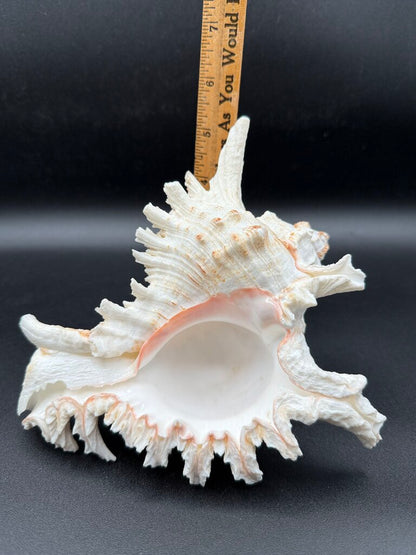 Large Natural Conch Shell White Murex Ramous Seashell /ro