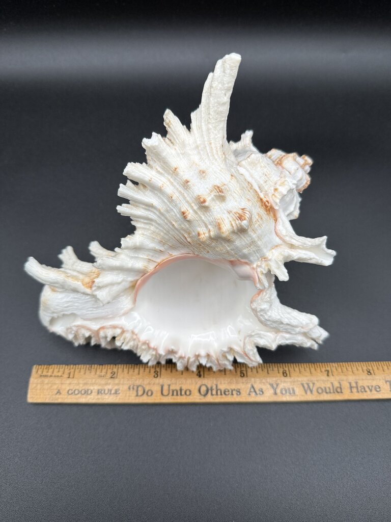 Large Natural Conch Shell White Murex Ramous Seashell /ro