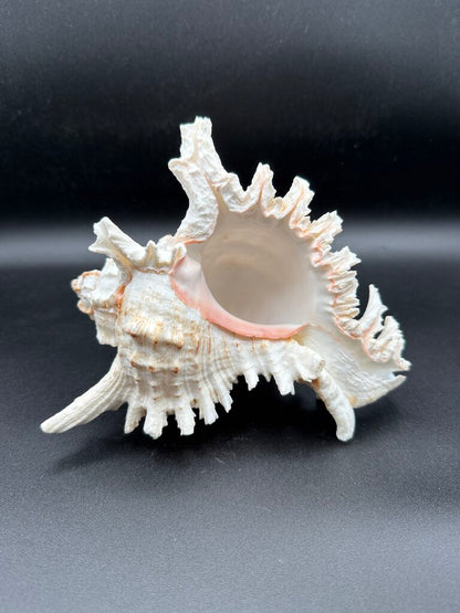 Large Natural Conch Shell White Murex Ramous Seashell /ro