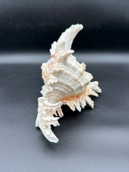 Large Natural Conch Shell White Murex Ramous Seashell /ro