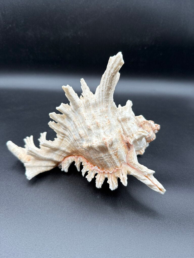Large Natural Conch Shell White Murex Ramous Seashell /ro
